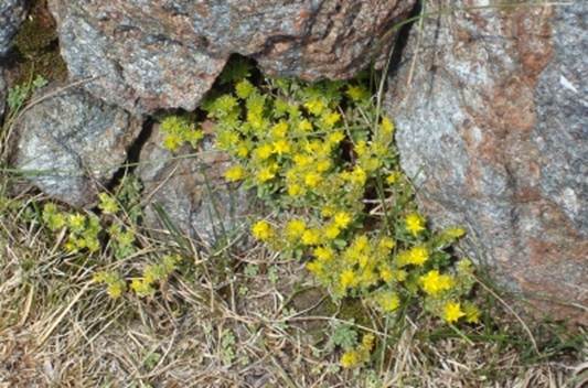 Beschrijving: 20070717-R01236-bulgaria-cropped-400pix